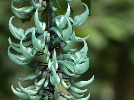 Una flor del color del jade